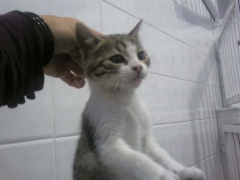 Kiffy