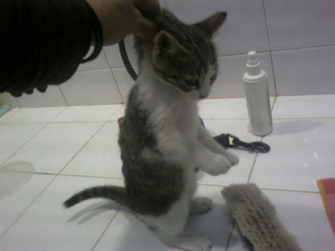 Kiffy