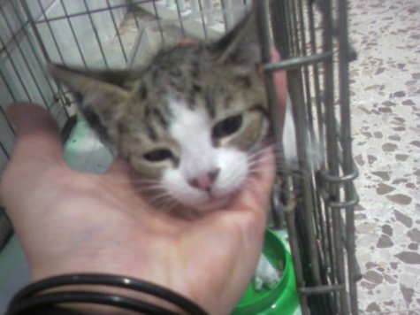 Kiffy