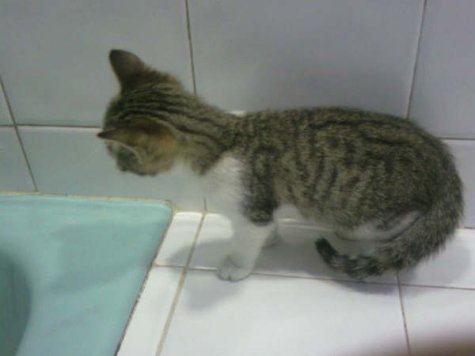 Kiffy